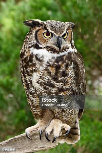 Great Horned Owl Stock Photo - Download Image Now - Great Horned Owl, Animal, Animal Body Part