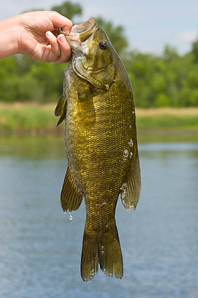 smallmouth bass - smallmouth bass fotos - fotografias e filmes do acervo