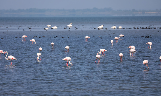 Group of flaminingos in Donana national park, southern Spain. The Parque Nacional de Doñana is one of Europe's most important wetland reserves and a major site for migrating birds. It is an immense area; the parque itself and surrounding parque natural or Entorno de Doñana (a protected buffer zone) amount to over 1,300 sq km in the provinces of Huelva, Sevilla and Cádiz. It is internationally for recognised for its great ecological wealth. Doñana has become a key centre in the world of conservationism.