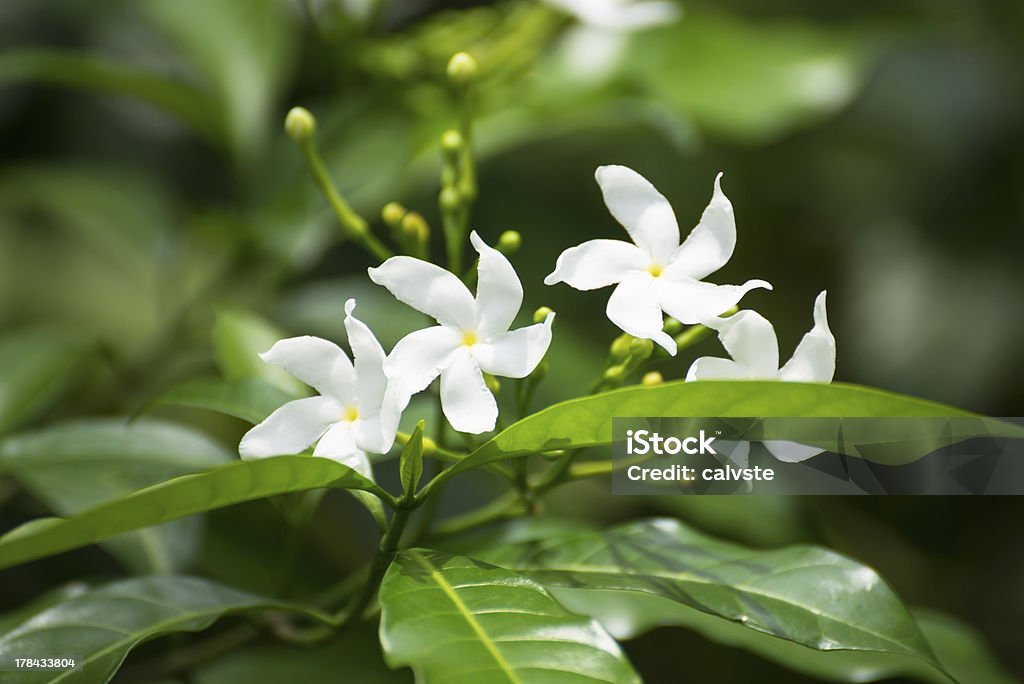 Blooming Jasmine flowers Jasmine flowers blooming in the sunshine Jasmine Stock Photo