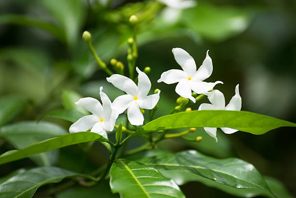 Blooming Jasmine flowers Jasmine flowers blooming in the sunshine inflorescence stock pictures, royalty-free photos & images