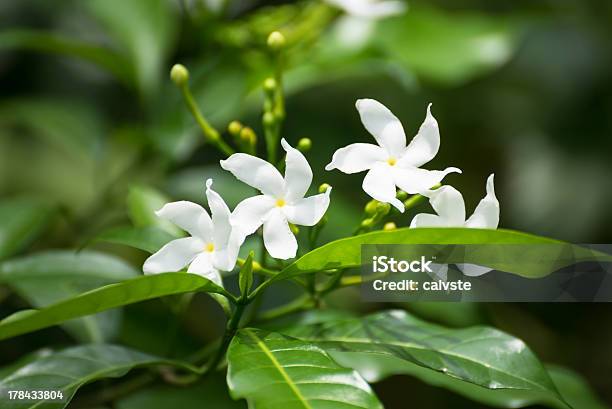 Blooming Jasmine Flowers Stock Photo - Download Image Now - Jasmine, Star Shape, Plant