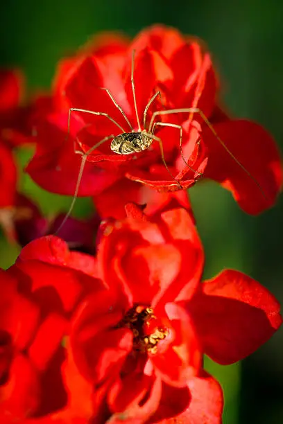 Photo of Daddy Longlegs Spider on Red Flowers