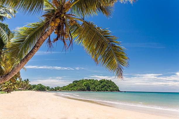 Tropical beach landscape Beautiful tropical sandy beach, seascape with palm trees madagascar beach photos stock pictures, royalty-free photos & images