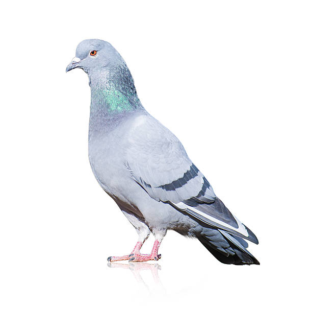 istock Portrait Of Grey Pigeon 178434434