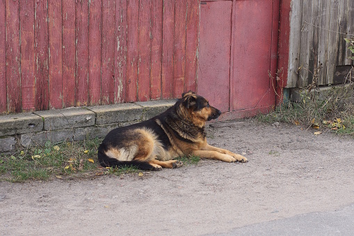 one large stray brown dog lies on the gray ground near the red fence wall on the street