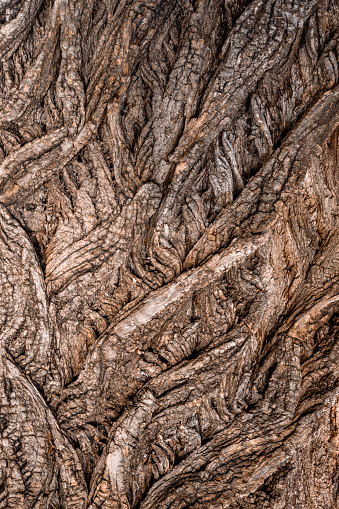 Tree bark texture closeup, a nature wooden background.
