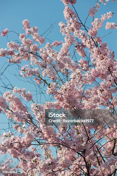 Sakura Kirschblütenbaum Stock Photo - Download Image Now - Blue Background, Cherry  Blossom, Cherry Tree - iStock