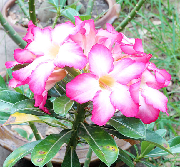 istock Tropical flower Pink Adenium 178435370