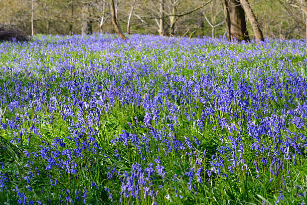 istock Large Field of Bluebells 178435442