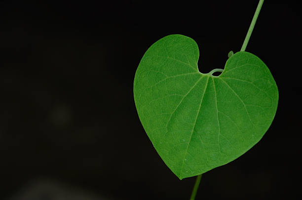 istock the heart in nature 178435475