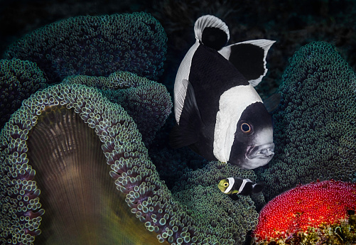 Eye level with a Saddleback clownfish looking out from its host anemone and guarding its eggs.