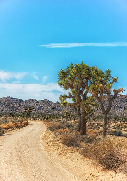 Joshua Tree National Park, California stock photo