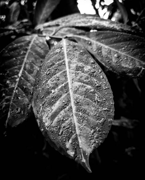 istock a leaf that wishes to rain is shown in black and white 1784357620