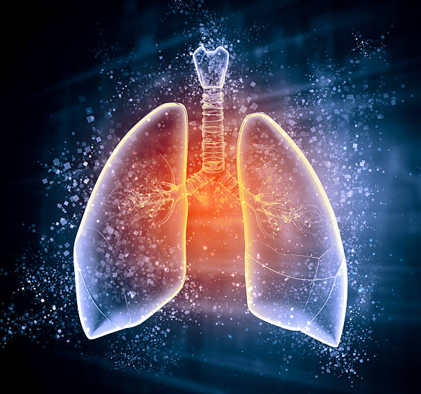 Schematic illustration of human lungs Schematic illustration of human lungs with the different elements on a colored background. Collage. bronchiole stock pictures, royalty-free photos & images