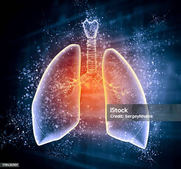 Schematic Illustration Of Human Lungs Stock Photo - Download Image Now - Anatomy, Biology, Human Lung