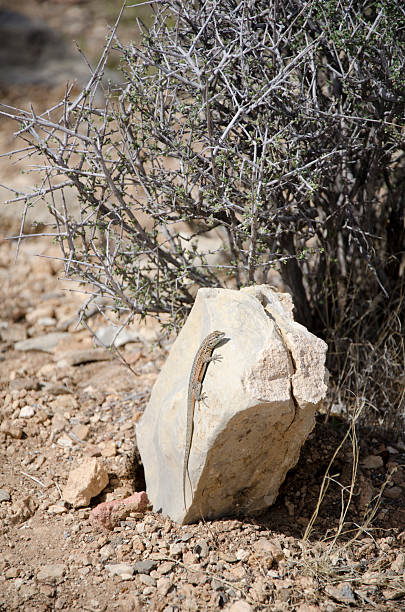 Lagarto del desierto de roca - foto de stock