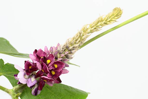 Flower of the kudzu stock photo