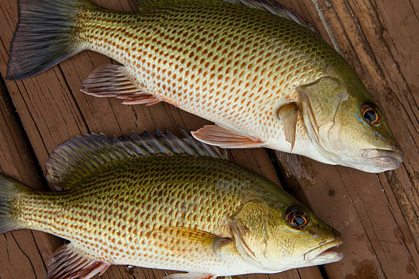 Mangrove Snapper stock photo