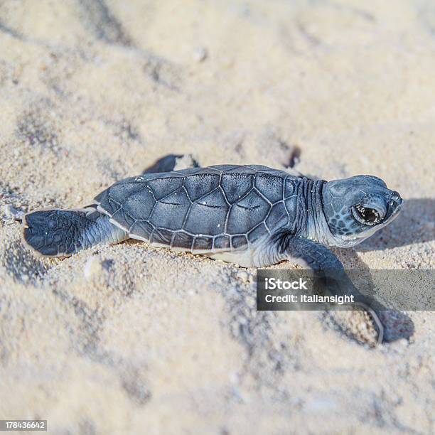 Tartaruga Marina Newbornside Vista 2square - Fotografie stock e altre immagini di Animale appena nato - Animale appena nato, Tartaruga marina, Acqua