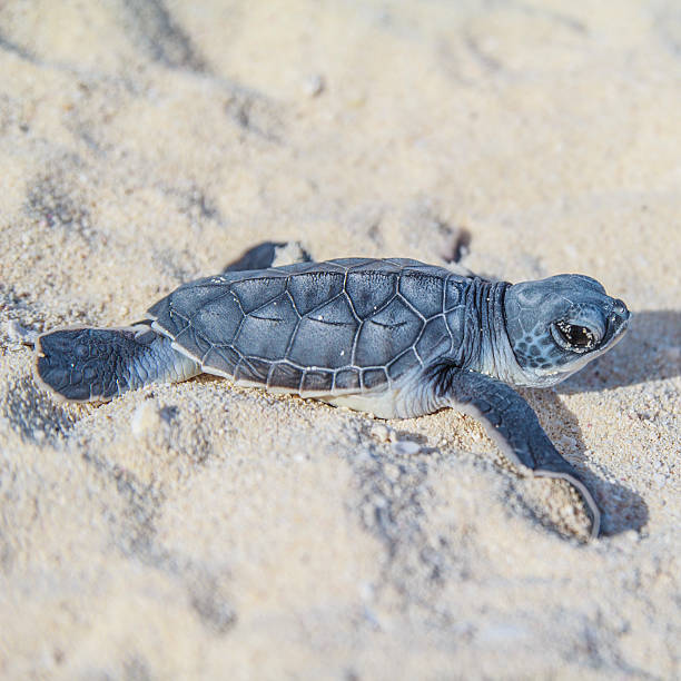 바다 거북이 newborn.side 남퐁 2.square. - sea turtle square shape square endangered species 뉴스 사진 이미지