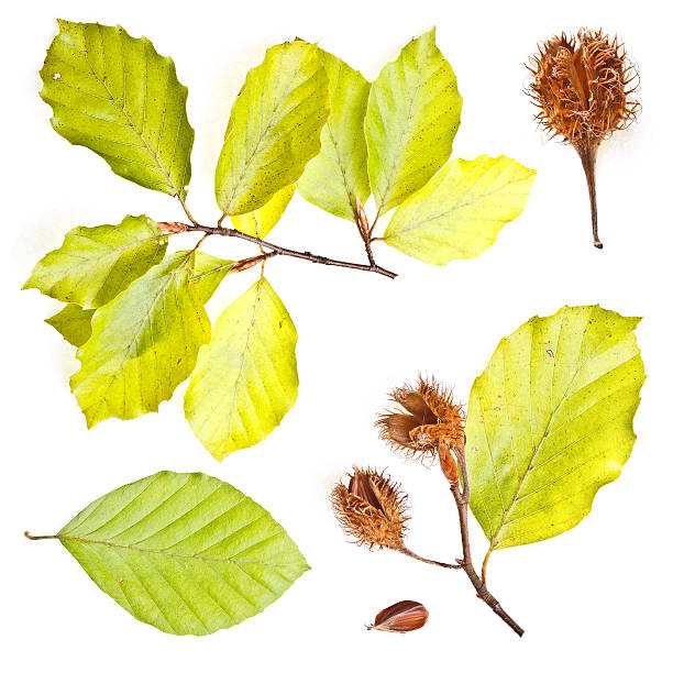 istock Collection of european beech leaves 178437026