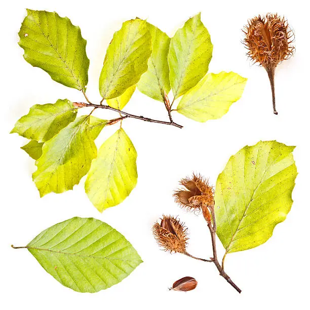 Collection of european beech leaves shoot with nuts