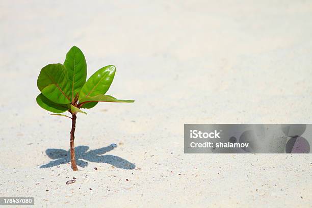 Young Plant Growing On Beach Stock Photo - Download Image Now - Beach, Bud, Close-up