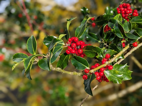 Red holly berries on tree