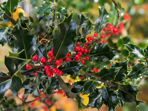 Red holly berries on bush