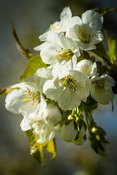 Cherry blossom - foto de acervo