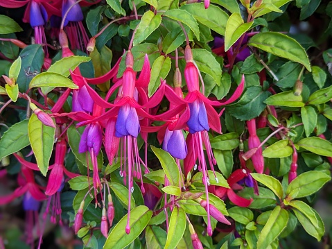 Beautiful Fuchsia magellanica or hardy fuchsia flowers, Hanging fuchsia flowers in shades of pink with blurred background. copy space