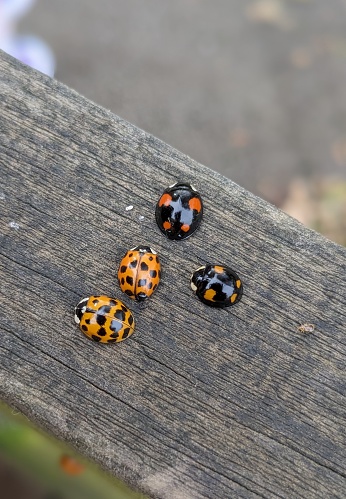 Harlequin ladybeetle on a rusty handrail