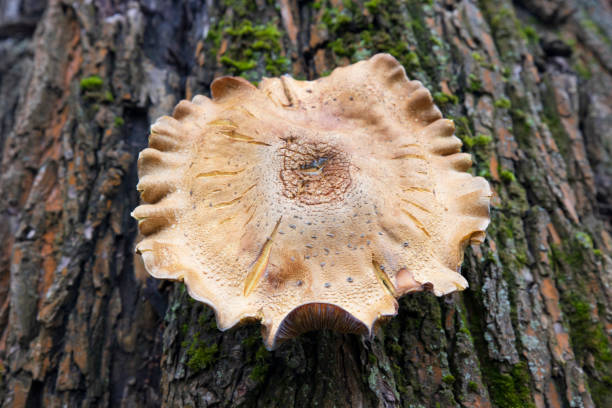 Close-up of textured tree trunk with autumn leaf and mushroom growth.