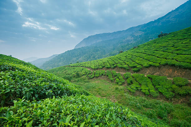 istock Tea plantations in Munnar, Kerala, India 178437484