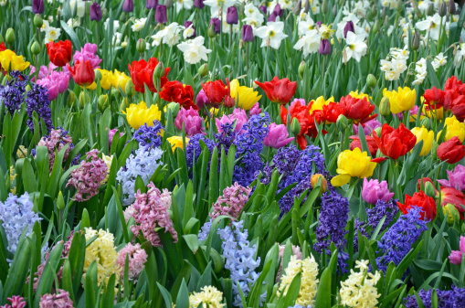 Colorful spring garden with hyacinths, daffodils and tulips