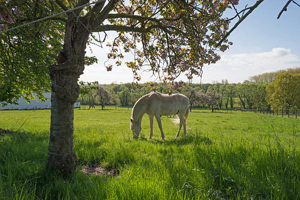 istock White horse in a sunlit meadow 178437545