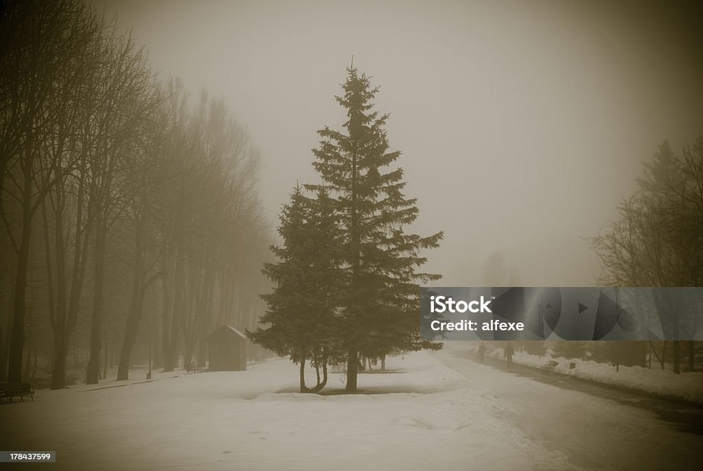 Snowtree no inverno - Foto de stock de Clima polar royalty-free