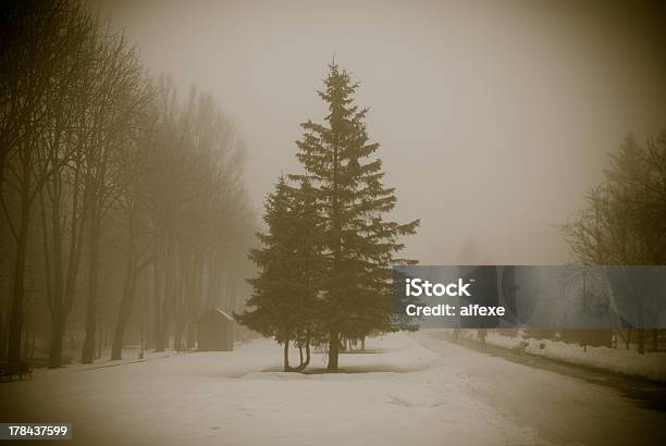 Foto de Snowtree No Inverno e mais fotos de stock de Clima polar - Clima polar, Conífera, Dezembro