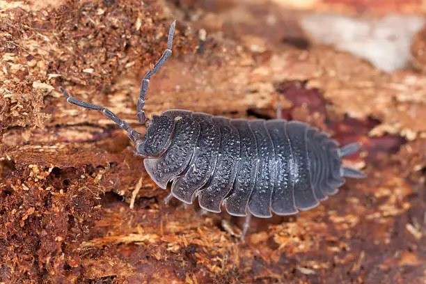 Woodlouse, extreme macro close-up with high magnification 
