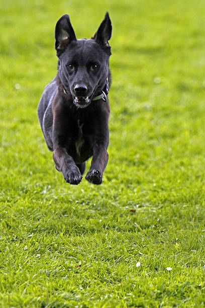istock Running Dog at Sports 178438044