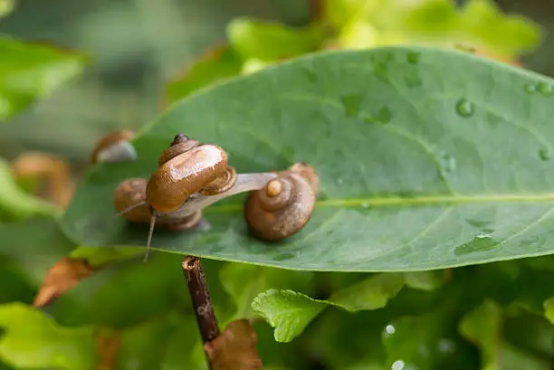 One garden snail stretches forward from one snail onto another snail close-up. The snails are with operculums which are the round disc that attached on top of theirs foot and act as a lid or trap door. Only few terrestrial species of snails have operculums.
