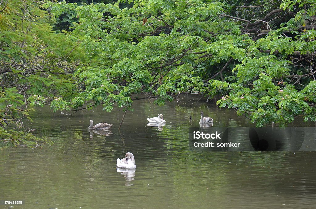 De gansos domésticos Gaggle de Natação - Royalty-free Agricultura Foto de stock