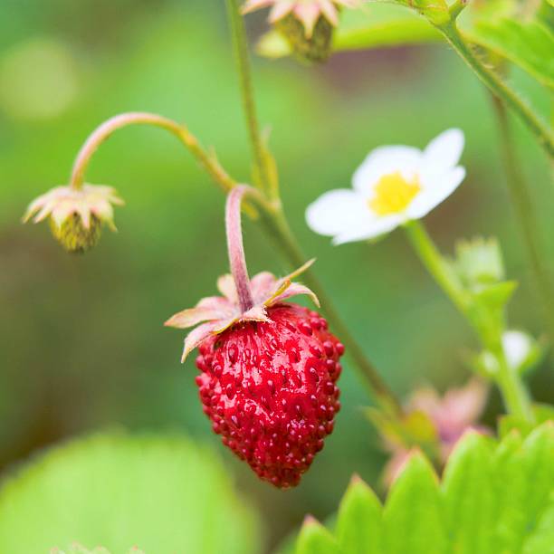 istock strawberry with green leaves 178438582