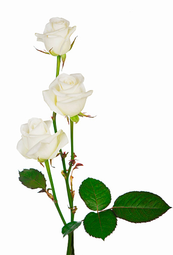 white Roses isolated on the white background