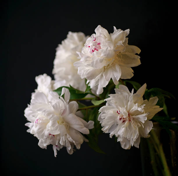istock White peony with green leaves lies on a black background. 1784387189