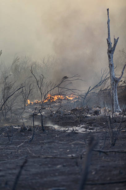 istock Aftermath of Forrest Fire - Camarillo Springs 5-2-2013 178439013