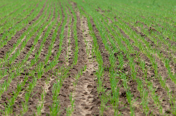 fattoria sfondo di campo - corn crop corn spring field foto e immagini stock