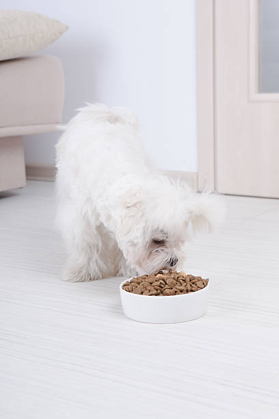 istock Dog eating dry food 178439113