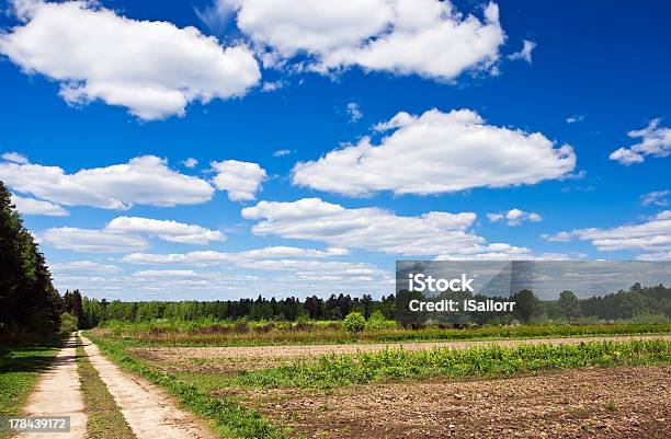 Foto de O Verão e mais fotos de stock de Botânica - Assunto - Botânica - Assunto, Clareira, Crescimento